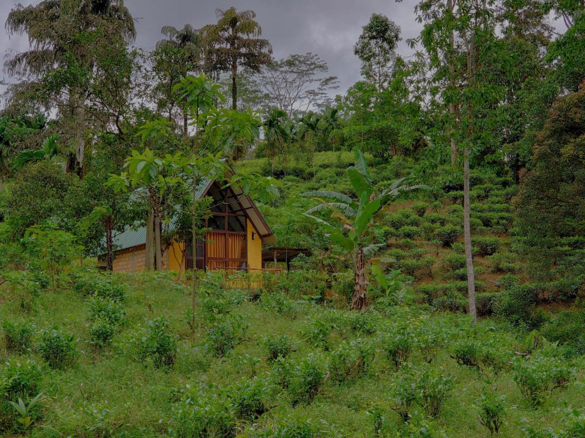 Rainforest Cabin デニヤヤ エクステリア 写真