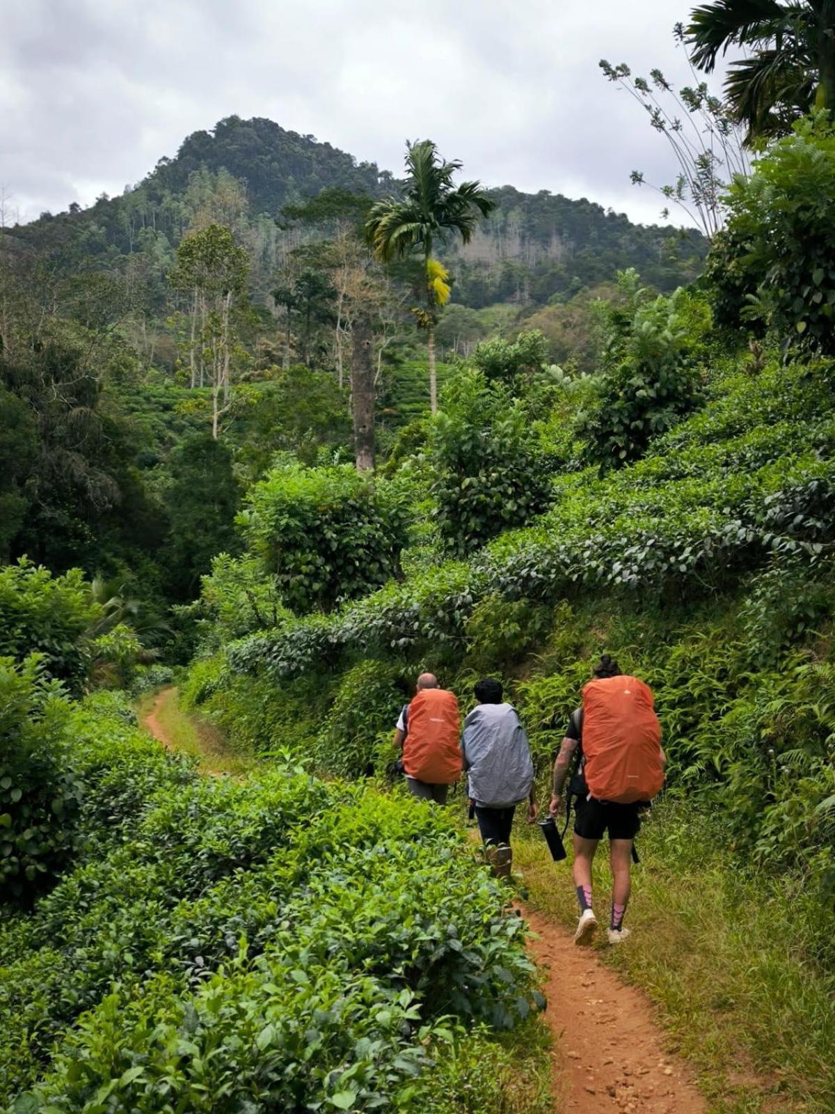 Rainforest Cabin デニヤヤ エクステリア 写真