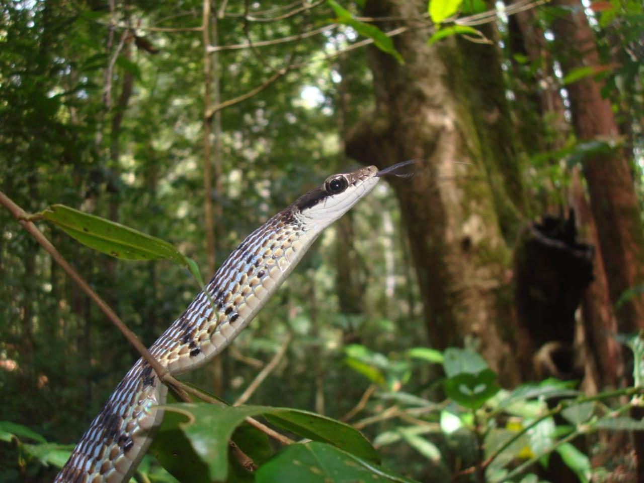 Rainforest Cabin デニヤヤ エクステリア 写真