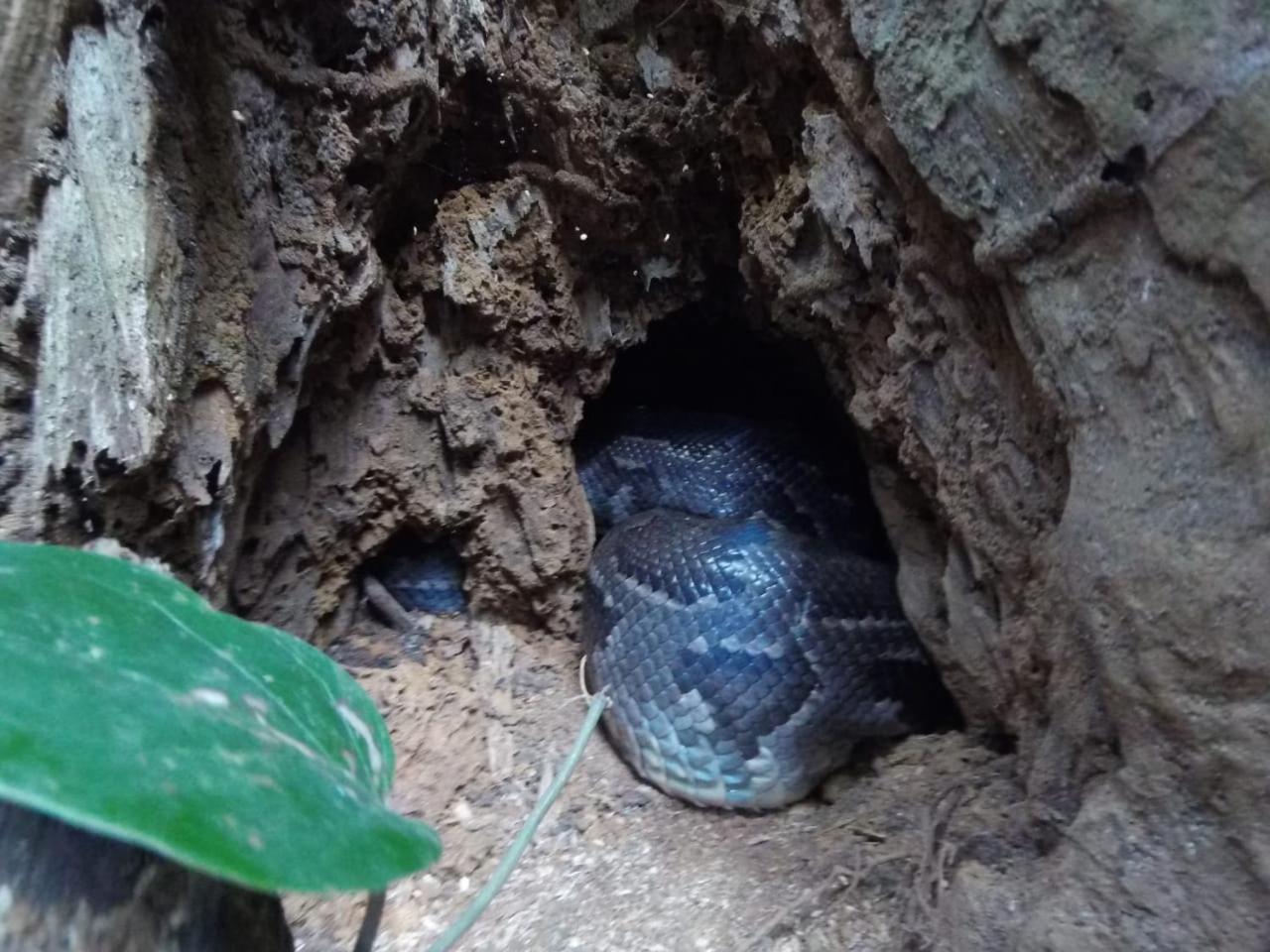 Rainforest Cabin デニヤヤ エクステリア 写真