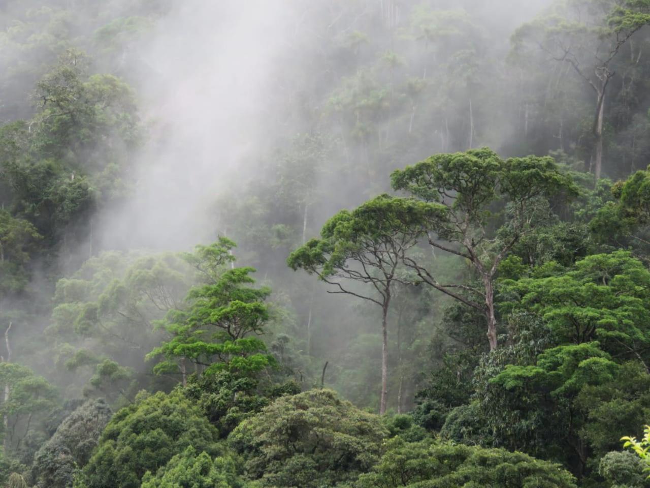 Rainforest Cabin デニヤヤ エクステリア 写真