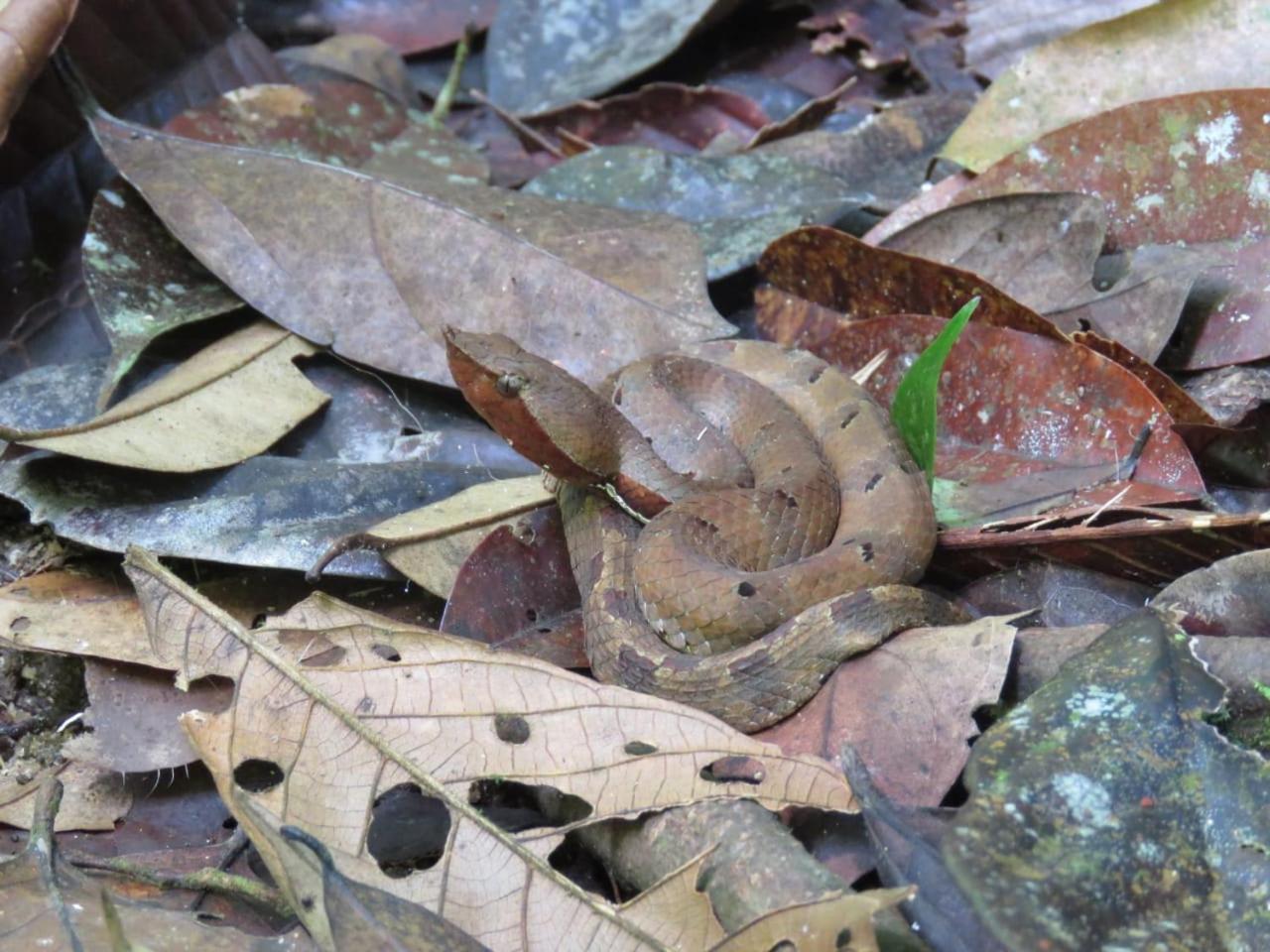 Rainforest Cabin デニヤヤ エクステリア 写真