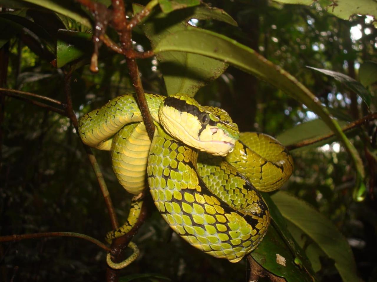 Rainforest Cabin デニヤヤ エクステリア 写真