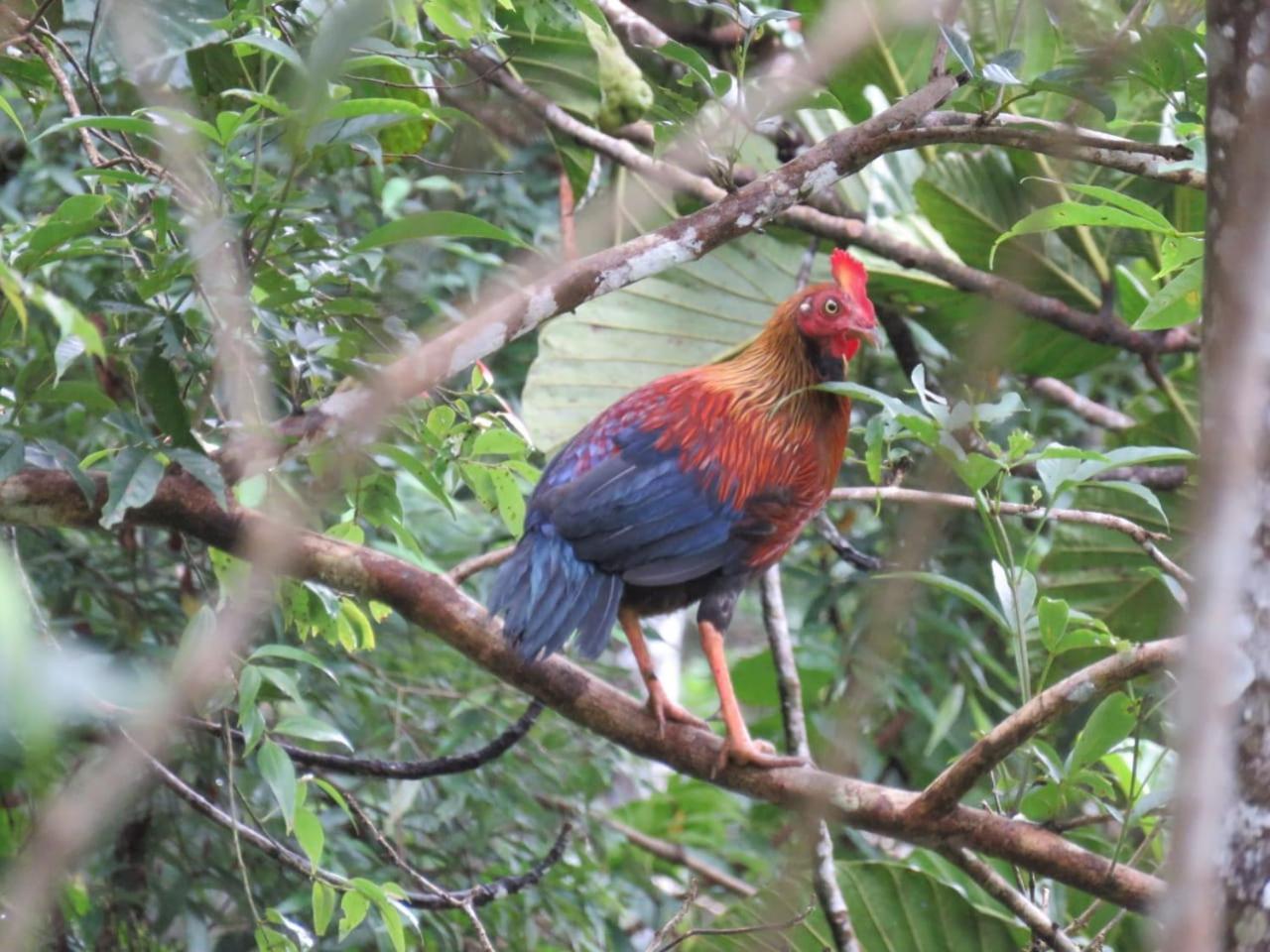 Rainforest Cabin デニヤヤ エクステリア 写真