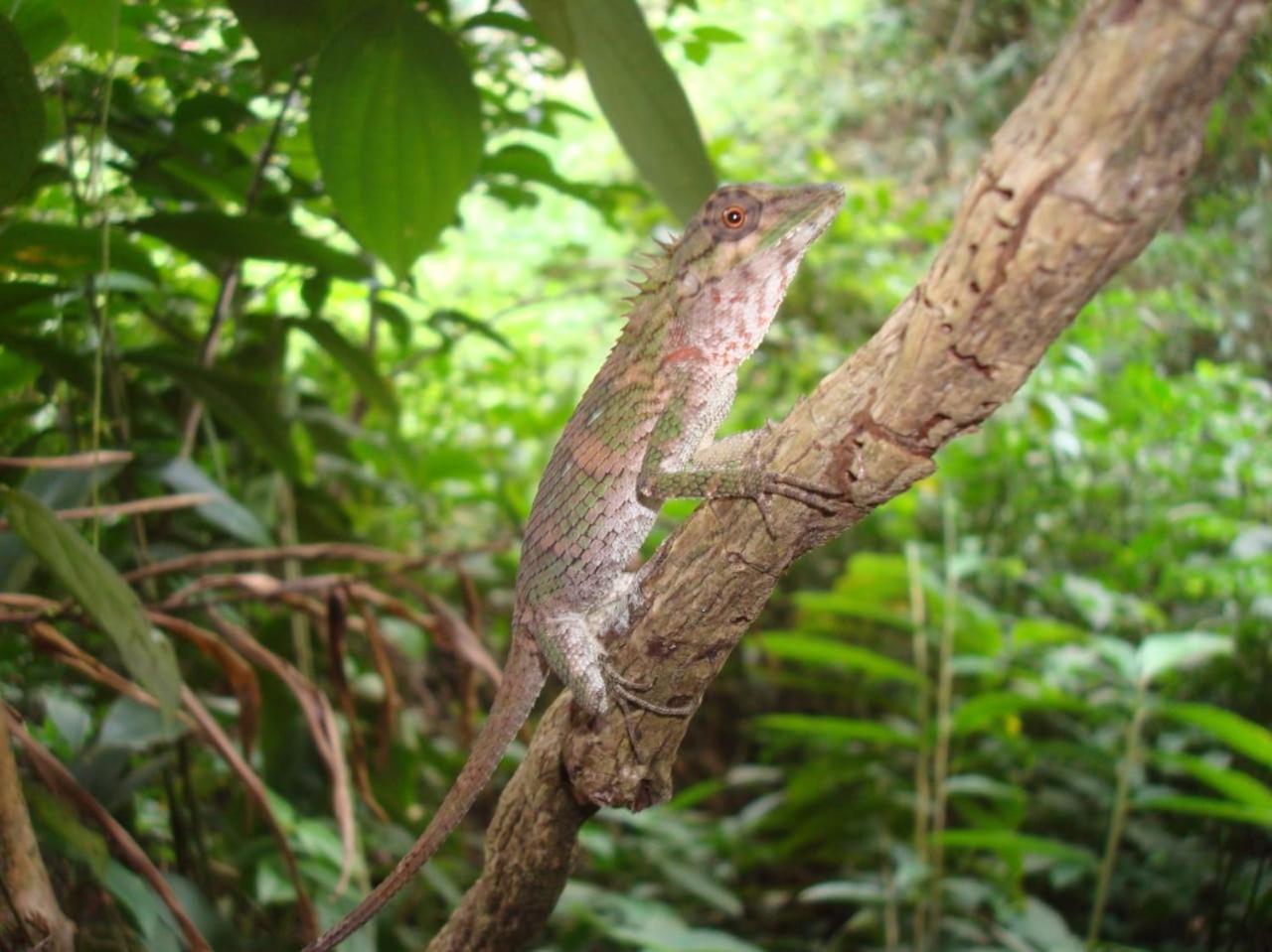 Rainforest Cabin デニヤヤ エクステリア 写真