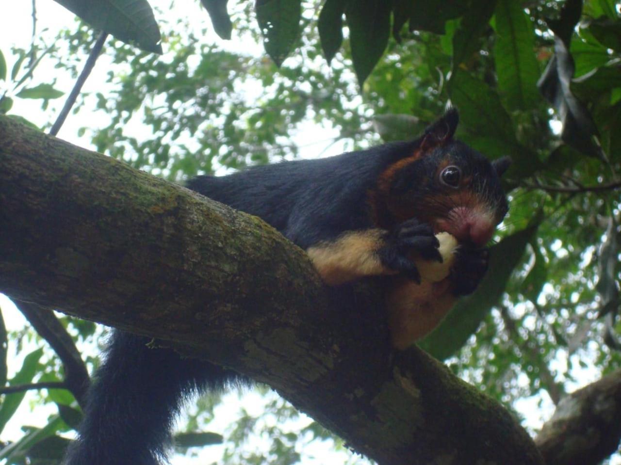 Rainforest Cabin デニヤヤ エクステリア 写真
