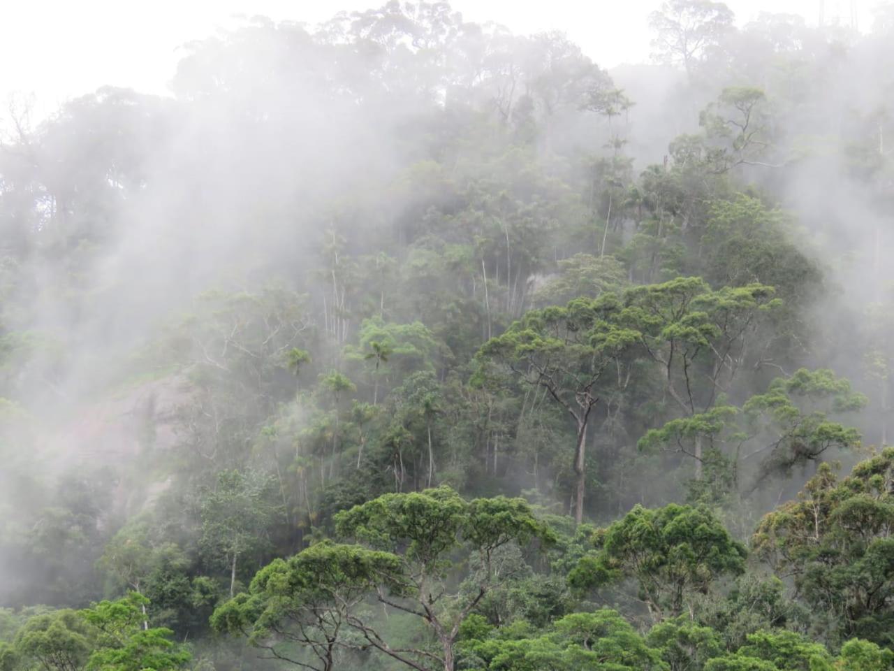 Rainforest Cabin デニヤヤ エクステリア 写真