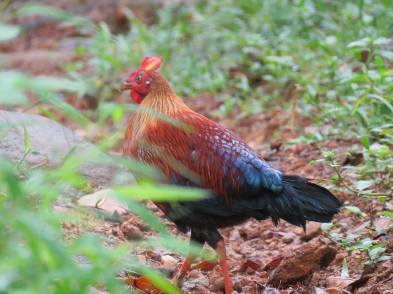 Rainforest Cabin デニヤヤ エクステリア 写真